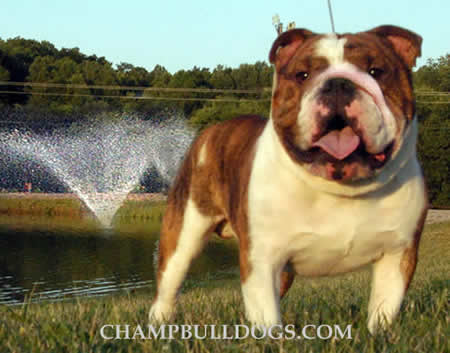 British Bulldog picture